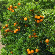 Puspita Nursery Darjeeling Orange Plant: Premium Citrus for Sweet and Tangy Flavor